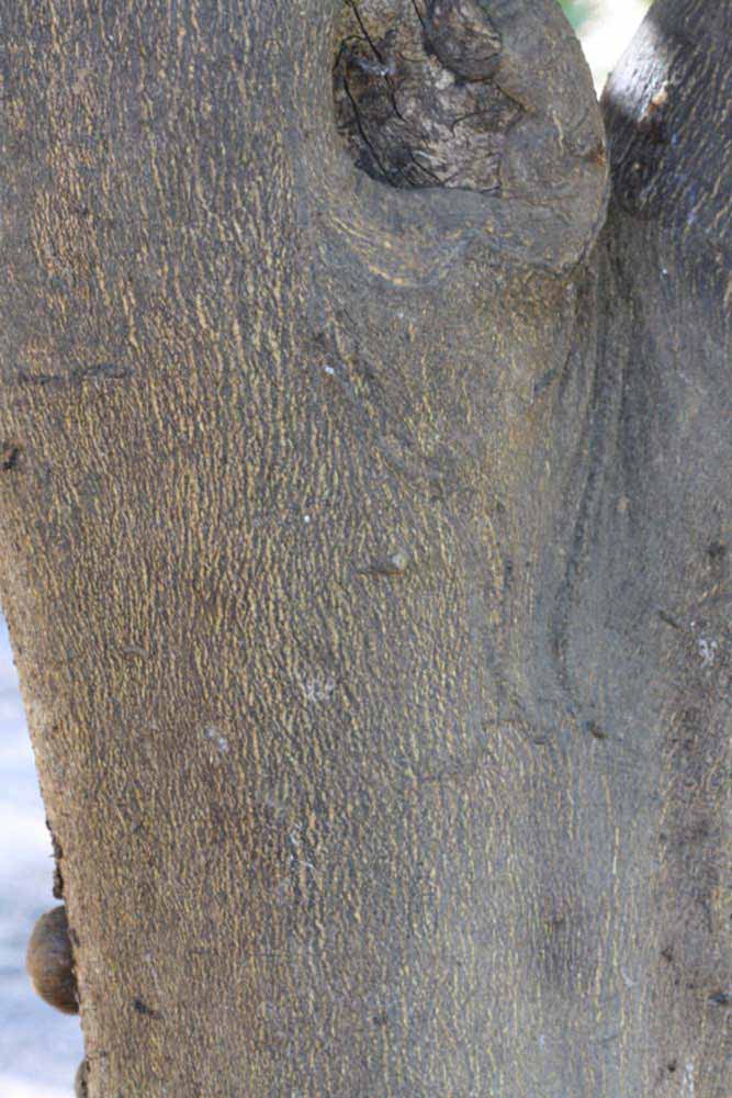              Bark (Riverside, CA)       